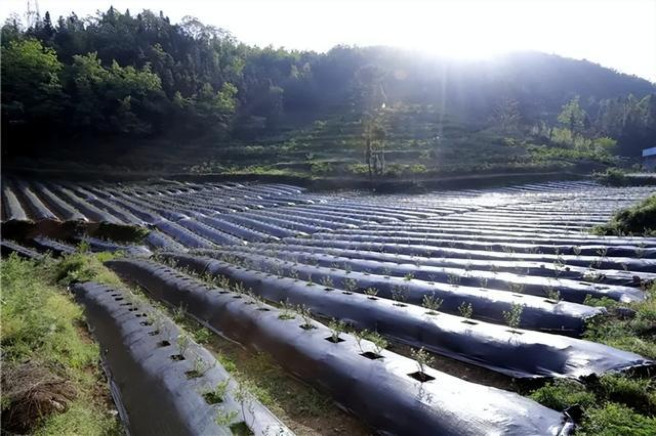 数字乡村建设