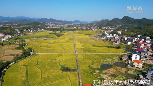 数字乡村人才培养与引进：构建未来乡村发展的关键策略