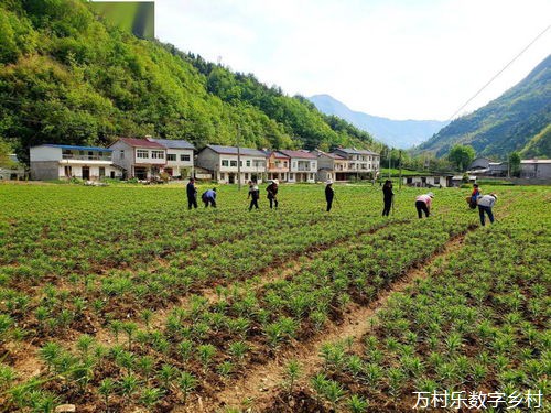 对话学者田先红：基层治理越来越规范，但需更多灵活空间