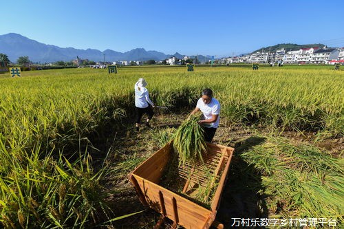 农业保险的乡村发展之路：现状、挑战、作用与创新