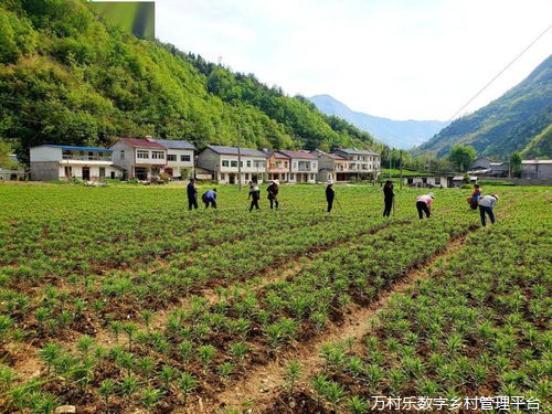 传承与振兴：探究乡村传统体育的文化价值、地域特色及其现代化发展之路