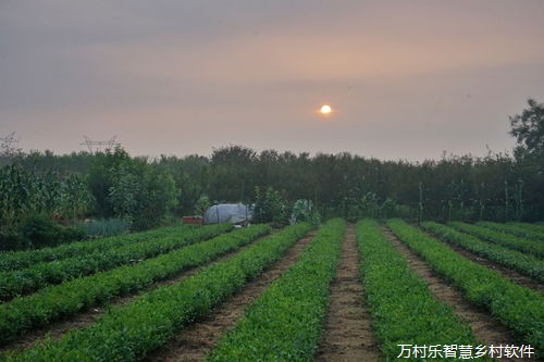 探索乡村自然之韵：生态环境概述与动植物观察指南