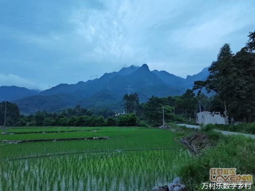 探索乡村自然之韵：生态环境概述与动植物观察指南